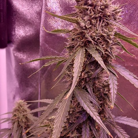 Royal Dwarf growlog timeline photo