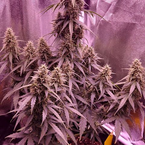 Royal Dwarf growlog timeline photo
