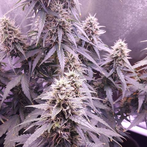 Royal Dwarf growlog timeline photo