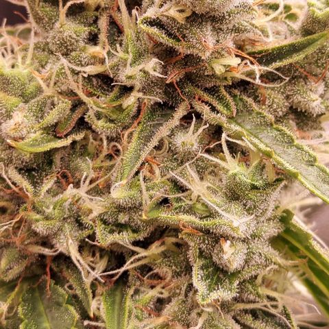 Royal Dwarf growlog timeline photo