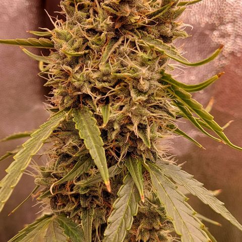 Royal Dwarf growlog timeline photo
