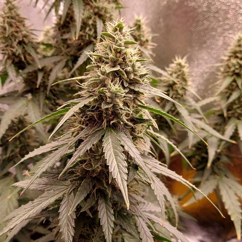 Royal Dwarf growlog timeline photo