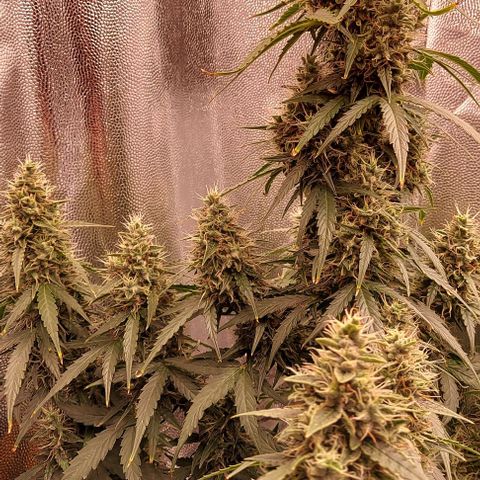 Royal Dwarf growlog timeline photo