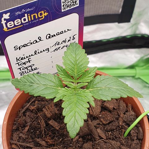 Special Queen #1 growlog timeline photo