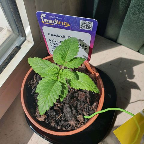 Special Queen #1 growlog timeline photo