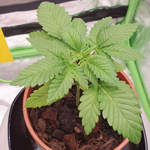 Special Queen #1 growlog timeline photo