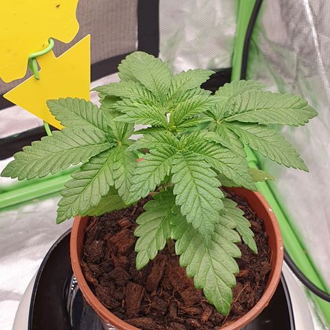 Special Queen #1 growlog timeline photo