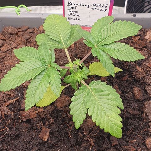 Special Queen #1 growlog timeline photo