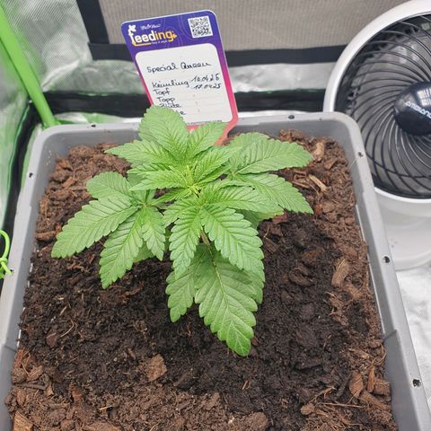Special Queen #1 growlog timeline photo