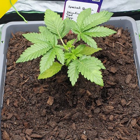 Special Queen #1 growlog photo: Schön erholt nach dem toppen. 
Wahrscheinlich dank Velo Kelp