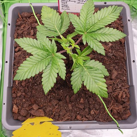 Special Queen #1 growlog timeline photo