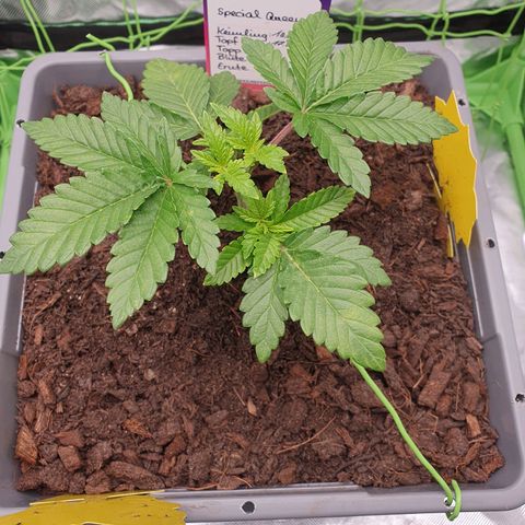 Special Queen #1 growlog photo: PH korrigiert, warten bis zum nächsten top