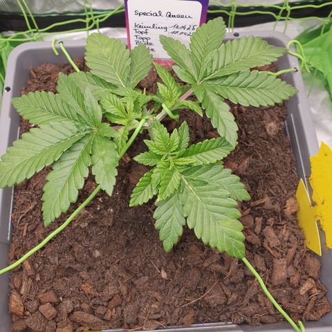 Special Queen #1 growlog timeline photo