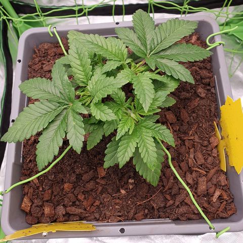 Special Queen #1 growlog timeline photo