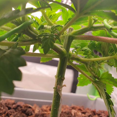 Special Queen #1 growlog timeline photo