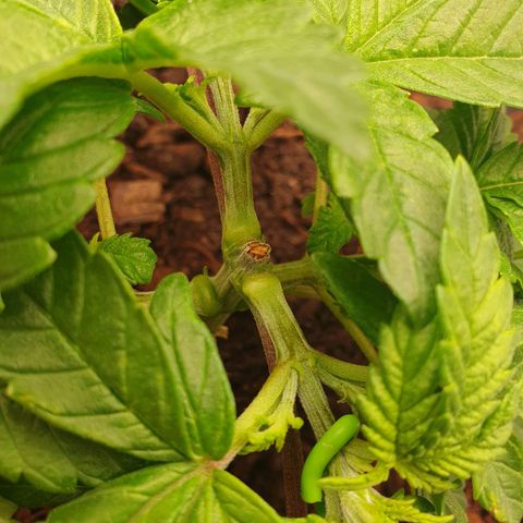 Special Queen #1 growlog timeline photo