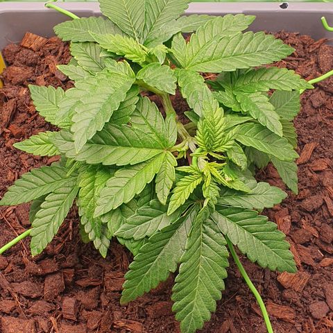 Special Queen #1 growlog timeline photo