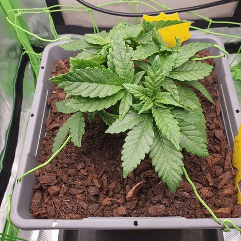 Special Queen #1 growlog timeline photo