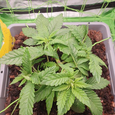 Special Queen #1 growlog timeline photo