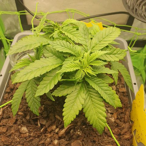 Special Queen #1 growlog timeline photo