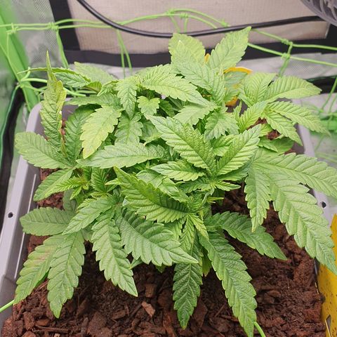 Special Queen #1 growlog timeline photo
