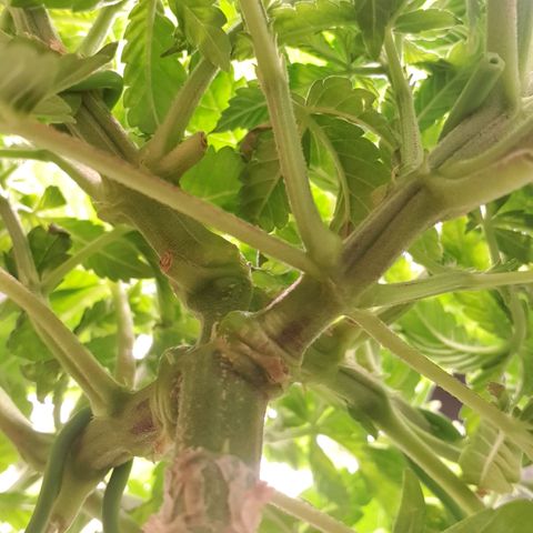 Special Queen #1 growlog timeline photo