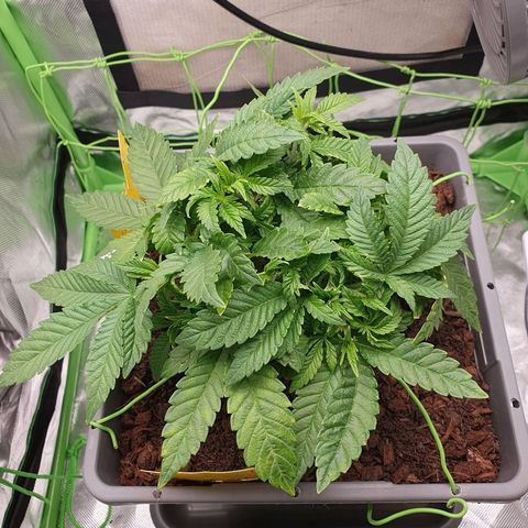 Special Queen #1 growlog timeline photo