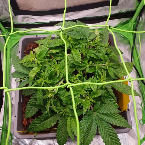 Special Queen #1 growlog timeline photo