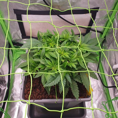Special Queen #1 growlog timeline photo