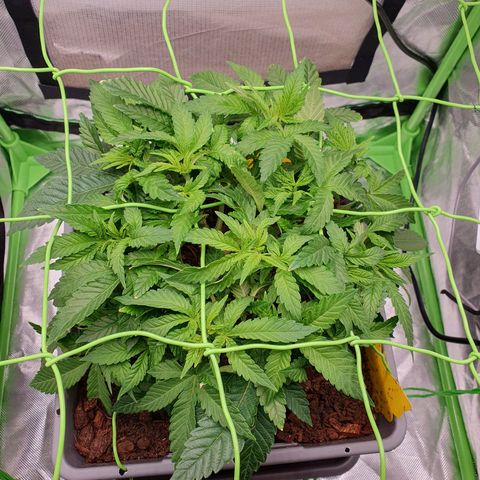 Special Queen #1 growlog timeline photo