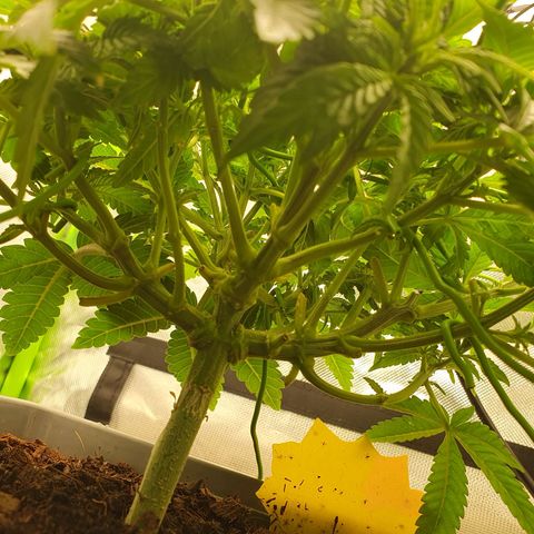 Special Queen #1 growlog timeline photo
