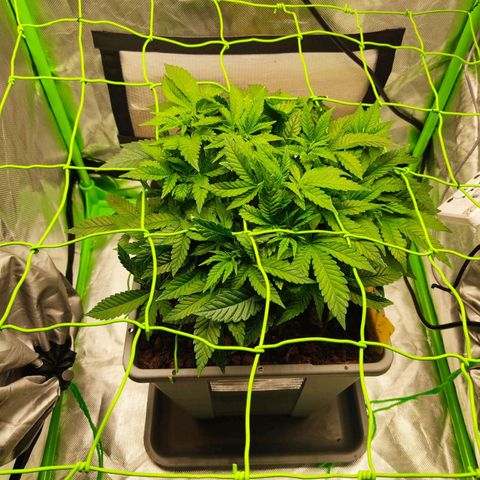 Special Queen #1 growlog timeline photo