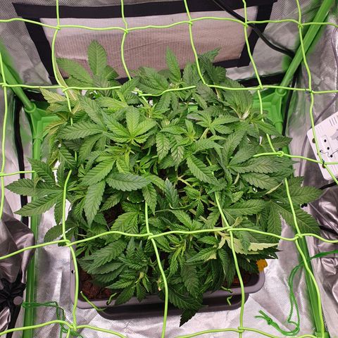 Special Queen #1 growlog photo: Ein letztes Mal entlaubt vor Einleitung der Blüte