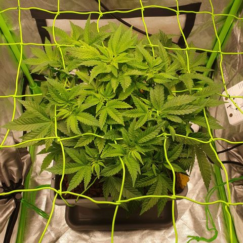 Special Queen #1 growlog timeline photo