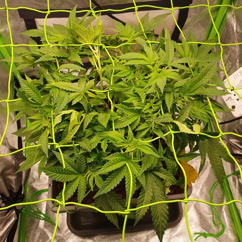 Special Queen #1 growlog timeline photo