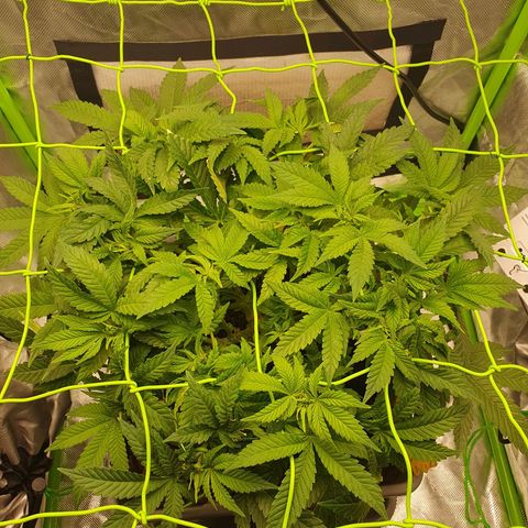 Special Queen #1 growlog timeline photo