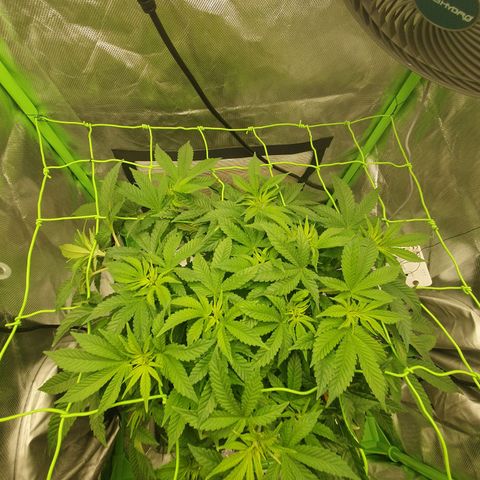 Special Queen #1 growlog timeline photo
