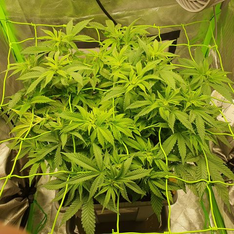 Special Queen #1 growlog timeline photo