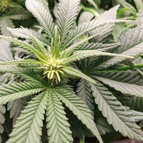Special Queen #1 growlog timeline photo
