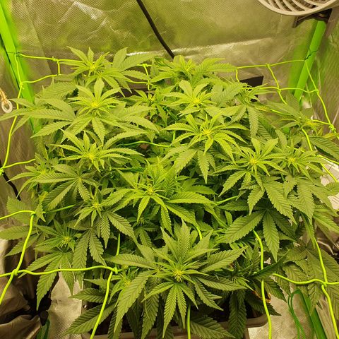Special Queen #1 growlog timeline photo