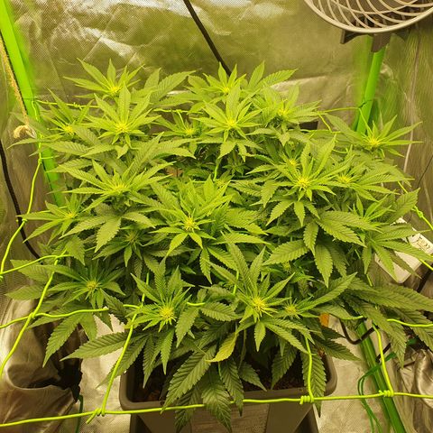 Special Queen #1 growlog timeline photo