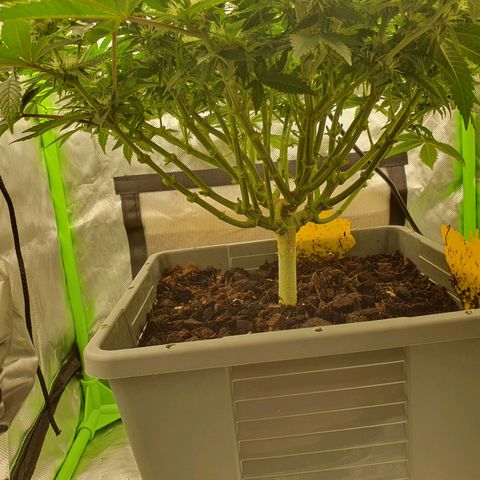 Special Queen #1 growlog timeline photo