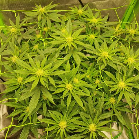 Special Queen #1 growlog timeline photo