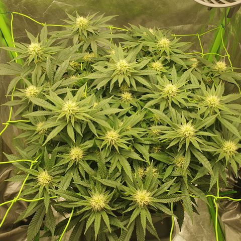 Special Queen #1 growlog timeline photo
