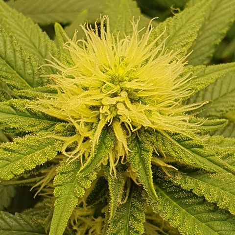 Special Queen #1 growlog timeline photo