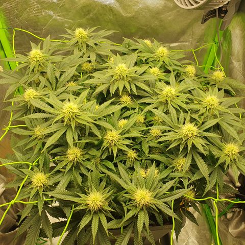 Special Queen #1 growlog timeline photo