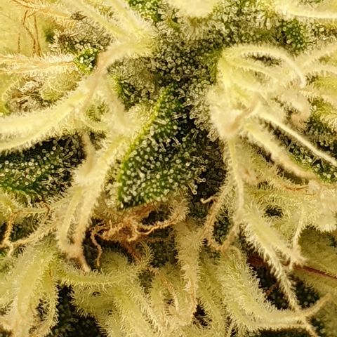 Special Queen #1 growlog timeline photo