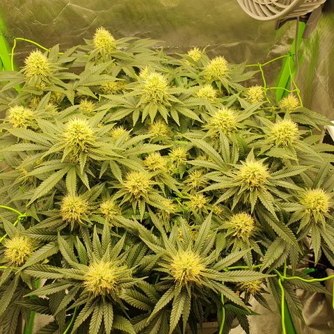 Special Queen #1 growlog timeline photo