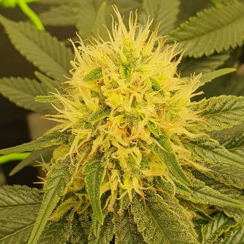 Special Queen #1 growlog timeline photo