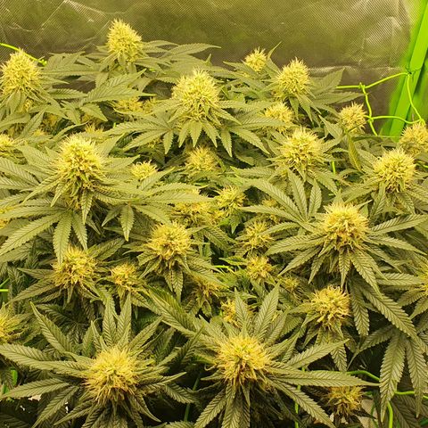 Special Queen #1 growlog timeline photo